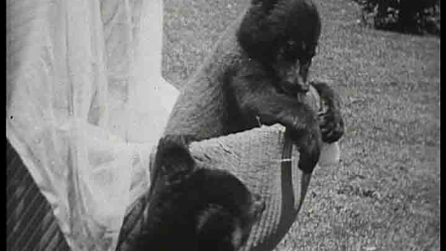 Bear Cubs Bear Cubs