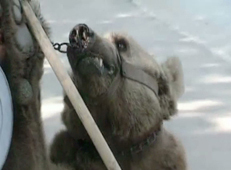 Bear Dreams Bear Dreams