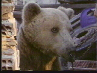 Saving the Bears Saving the Bears
