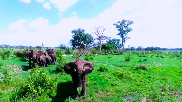 Human-Elephant Conflict Human-Elephant Conflict