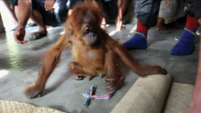 Ape Rescue Ape Rescue