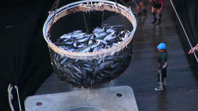 Tuna Wars Tuna Wars