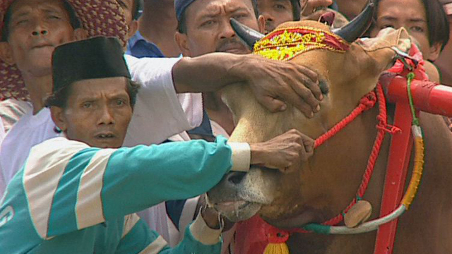 Bull Racing Bull Racing