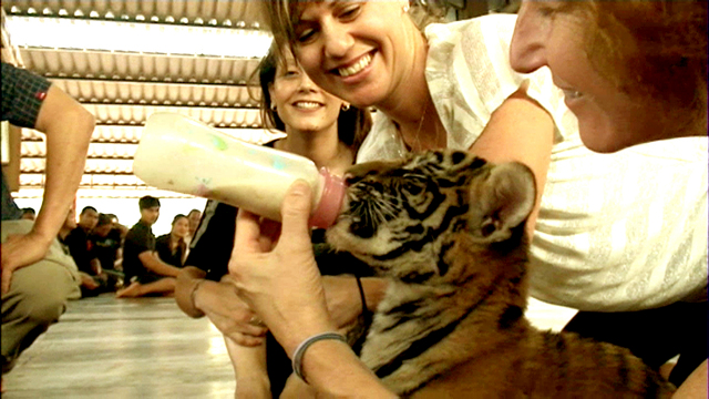 Taming the Tigers Taming the Tigers