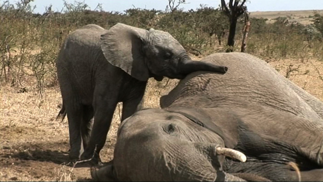 Elephant Refuge Elephant Refuge