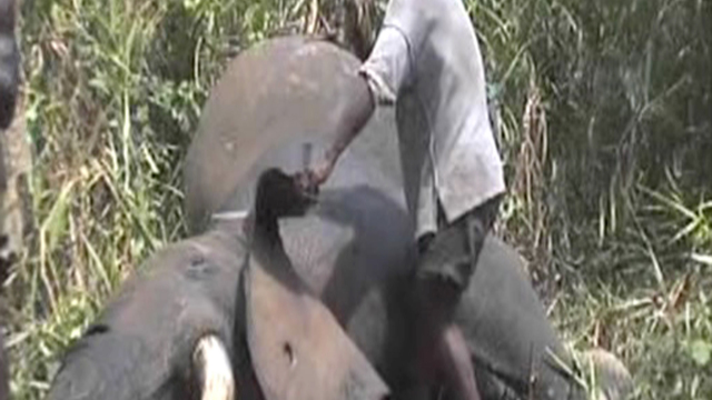 Elephant Meat Elephant Meat