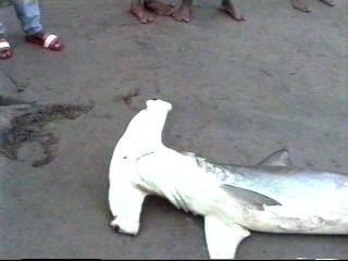 Sri Lanka - Shark fishing Sri Lanka - Shark fishing