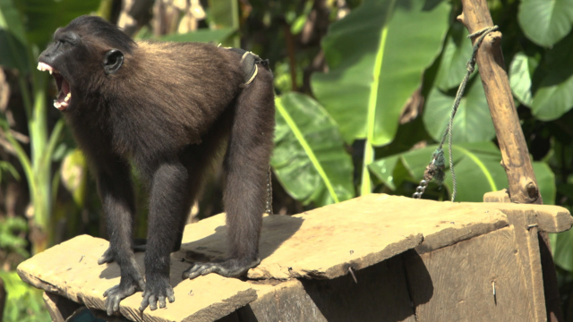 Sulawesi's Extinction Business Sulawesi's Extinction Business