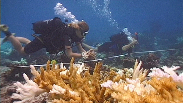 Coral Bleaching Coral Bleaching