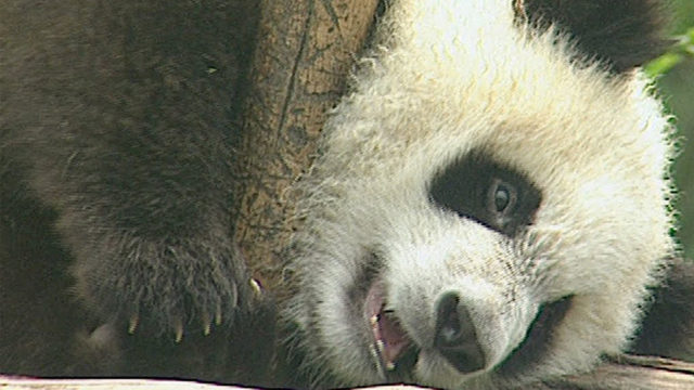 Panda's Basic Instinct Panda's Basic Instinct