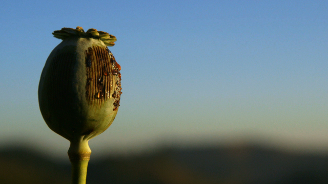 Poppyland Poppyland