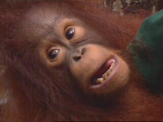 Borneo Apes Borneo Apes