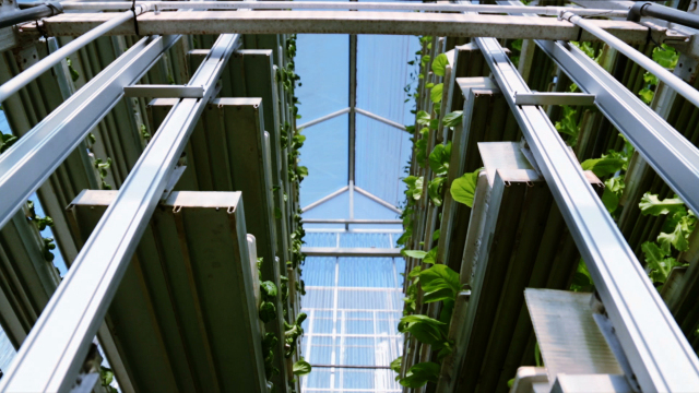 Vertical Farming Vertical Farming