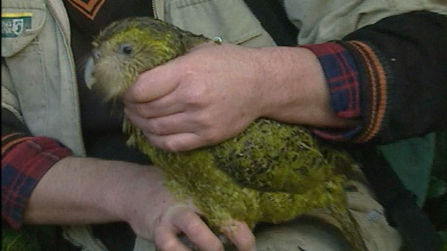 Kakapo Kakapo