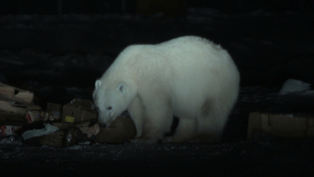 Polar Patrol Polar Patrol