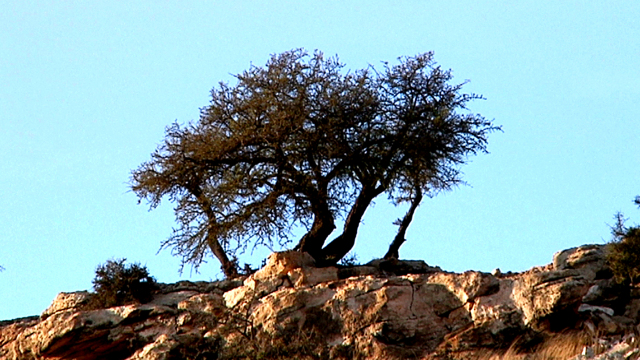 Seed of Life Seed of Life