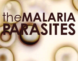 The Malaria Parasites The Malaria Parasites