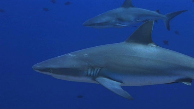 Shark Alarm Shark Alarm