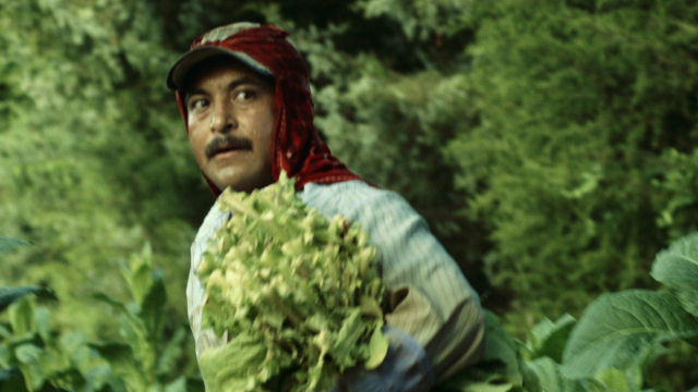 Bittersweet Harvest Bittersweet Harvest