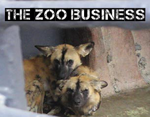 Zoo Business: the search for the missing wild dogs Zoo Business: the search for the missing wild dogs