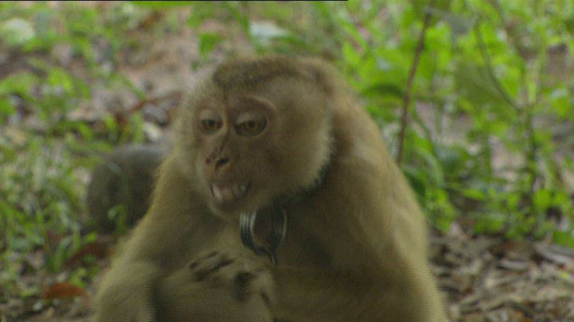 Monkeys' Coconut Business Monkeys' Coconut Business
