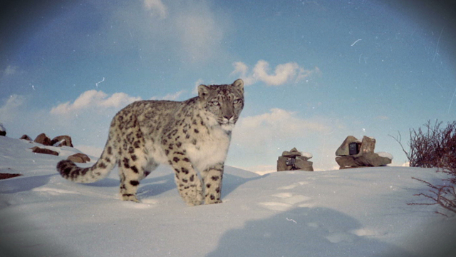 Cats in the Clouds Cats in the Clouds