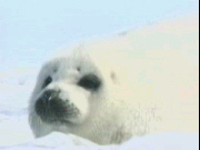 New Seal Hunt New Seal Hunt