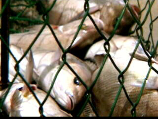 Where's the Catch? Where's the Catch?