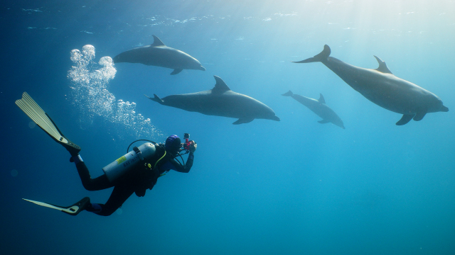 Dolphin Revival Dolphin Revival