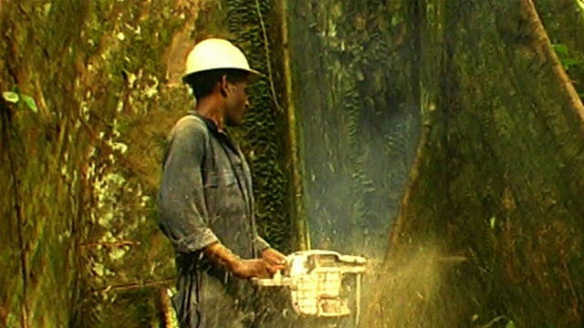 Rapid Deforestation Rapid Deforestation