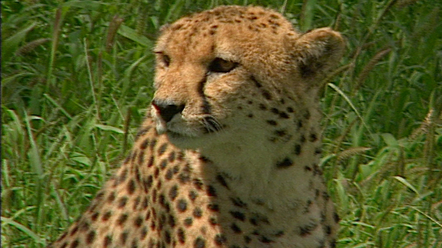 Save The Cheetahs Save The Cheetahs
