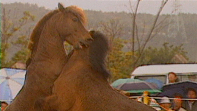 Horse Fighting Horse Fighting