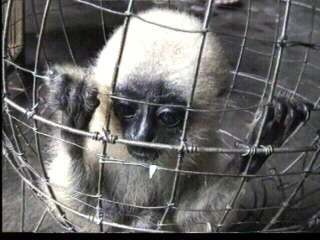 Vietnam - The trade in Wild Macaque Monkeys Vietnam - The trade in Wild Macaque Monkeys