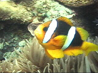 Saving Nemo Saving Nemo