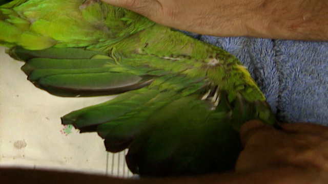 The Feather Fixer The Feather Fixer