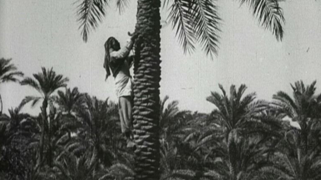 Date Culture in Iraq during the 1920s Date Culture in Iraq during the 1920s