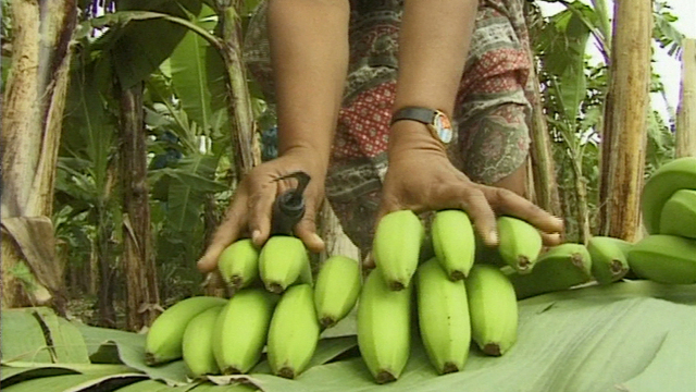 Banana Wars Banana Wars